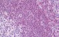 PRKCB / PKC-Beta Antibody (aa606-655)